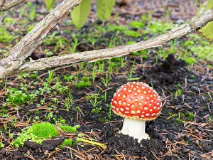 Images Dated 20th October 2022: Washington State, Fly agaric mushroom