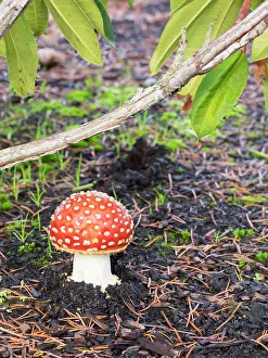 Images Dated 20th October 2022: Washington State, Fly agaric mushroom