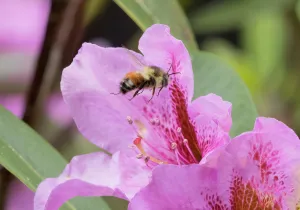 Images Dated 30th July 2024: Washington State. Fuzzy-horned bumblebee in-flight approaching a pink rhododendron blossom