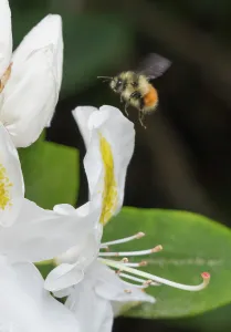 Images Dated 30th July 2024: Washington State. Fuzzy-horned bumblebee in-flight approaching a white rhododendron blossom