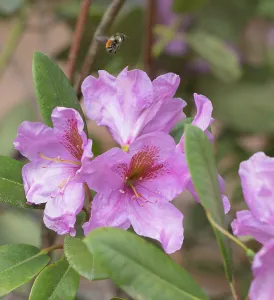 Images Dated 30th July 2024: Washington State. Fuzzy-horned bumblebee in-flight flying past pink rhododendron blossoms