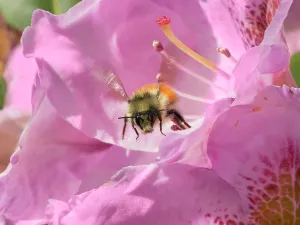 Images Dated 30th July 2024: Washington State. Fuzzy-horned bumblebee in-flight leaving a pink rhododendron blossom