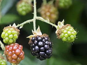 Berry Prints: Washington State. Himalayan blackberry berries