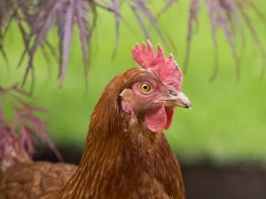 Gentle Prints: Washington State, ISA Brown chicken