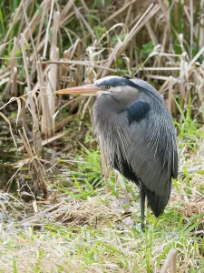 Images Dated 30th July 2024: Washington State, Juanita Bay Park