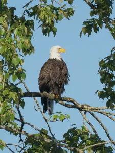 Images Dated 30th July 2024: Washington State, Juanita Bay Park