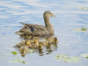 Washington State, Juanita Bay Park. Female mother mallard duck with young ducklings in water swimming
