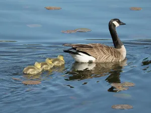 Images Dated 30th July 2024: Washington State, Juanita Bay Park