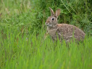 Redmond Prints: Washington State, Juanita Bay Park. Eastern cottontail rabbit sitting in tall green grass