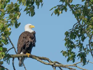 Images Dated 30th July 2024: Washington State, Juanita Bay Park