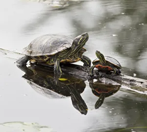 Washington State, Lake Washington. Painted turtles on log