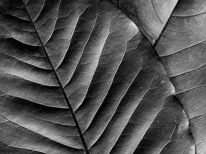 Images Dated 25th January 2024: Washington State. Leaf veins