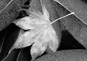 Images Dated 25th January 2024: Washington State. Maple leaf and dew drops