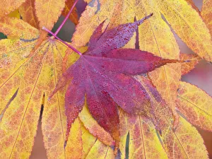 Images Dated 18th May 2022: Washington State, Maple leaves