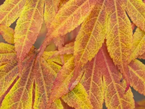 Images Dated 18th May 2022: Washington State, Maple leaves