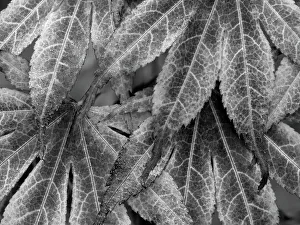Images Dated 25th January 2024: Washington State. Maple leaves