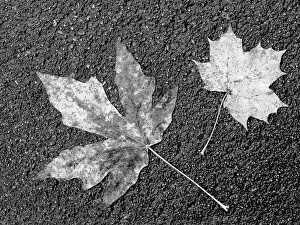 Images Dated 25th January 2024: Washington State. Maple leaves on asphalt