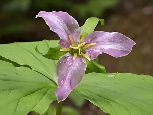 Images Dated 18th May 2022: Washington State, Mount Baker-Snoqualmie National Forest, trillium close-up