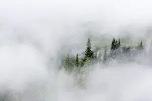 Washington State, Mount Rainier National Park. Fir trees in clouds