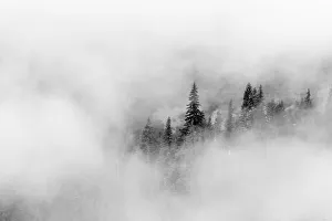 Images Dated 13th February 2019: Washington State, Mount Rainier National Park. Fir trees in clouds