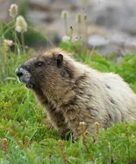 Washington State, Mount Rainier National Park. Hoary marmot eating grass in alpine meadow