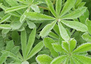 Images Dated 25th January 2024: Washington State, Mount Rainier National Park. Dew drop coated subalpine lupine leaves