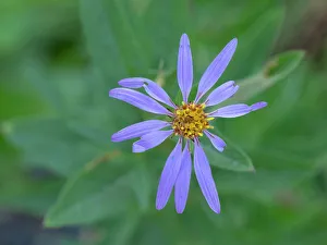 Images Dated 25th January 2024: Washington State, Mount Rainier National Park. Subalpine daisy wildflower blossom close-up