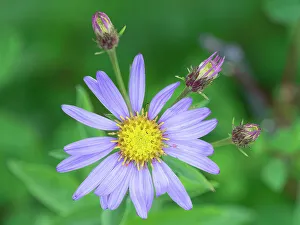 Images Dated 5th November 2023: Washington State, Mount Rainier National Park