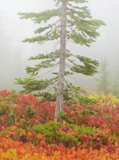 Images Dated 25th January 2024: Washington State, Mount Rainier National Park
