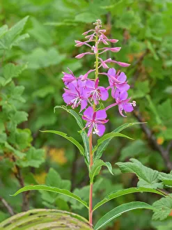Images Dated 25th January 2024: Washington State, Mount Rainier National Park. Fireweed in mid bloom
