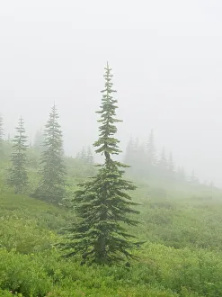 Images Dated 25th January 2024: Washington State, Mount Rainier National Park. Alpine fir trees in foggy meadow