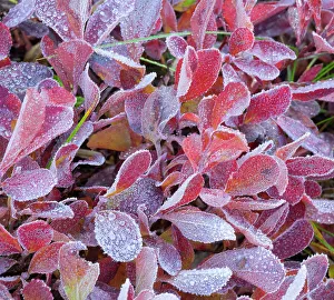 Images Dated 25th January 2024: Washington State, Mount Rainier National Park. huckleberry leaves covered in frost