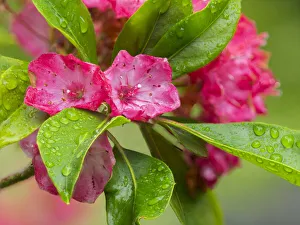Droplet Prints: Washington State. Mountain laurel