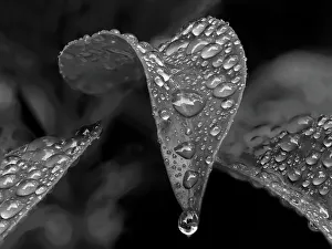 Shrub Prints: Washington State. Mountain laurel leaves with water drops