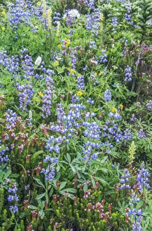 Washington State, Mt. Rainier National Park, Wildflowers