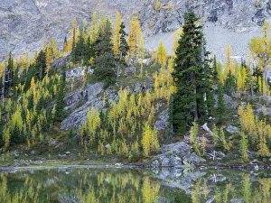 Images Dated 14th October 2021: Washington State, North Cascades, Alpine Pond with Larch and Fir trees