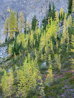 Images Dated 14th October 2021: Washington State, North Cascades, Larch and Fir Trees