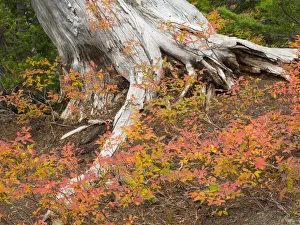 Images Dated 18th November 2018: Washington State, Okanogan-Wenatchee National Forest. Old tree trunk and huckleberry
