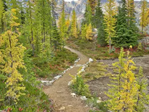 Images Dated 18th November 2018: Washington State, Okanogan-Wenatchee National Forest. Trail through larch trees