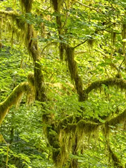 Images Dated 18th May 2022: Washington State, Olympic National Park