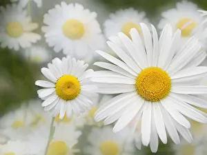 Images Dated 9th June 2021: Washington State. Oxeye daisy