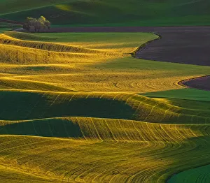 Rolling Prints: Washington State, Palouse, sunrise