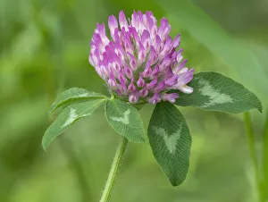 Washington State. Red Clover