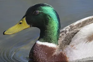 Redmond Prints: Washington State, Redmond, Lake Sammamish. Male mallard duck