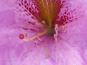 Rhododendron Prints: Washington State, Rhododendron Flower