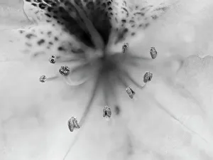 Images Dated 25th January 2024: Washington State. Rhododendron flower close-up