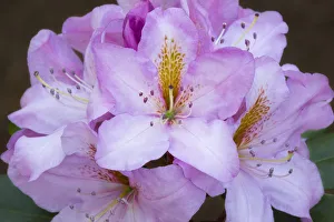Rhododendron Prints: Washington State, Rhody close-up