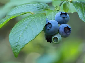 Ripe Prints: Washington State. Ripe blueberry fruit and green leaves