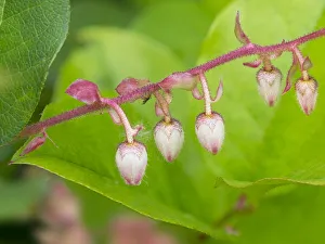 Shrub Prints: Washington State, Salal flowers