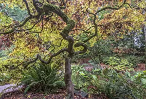 Botanical Prints: Washington State, Seattle. Arboretum, Japanese Maple